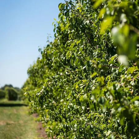 Alloggio per agriturismo Vakantiehoeve Berckelaer *